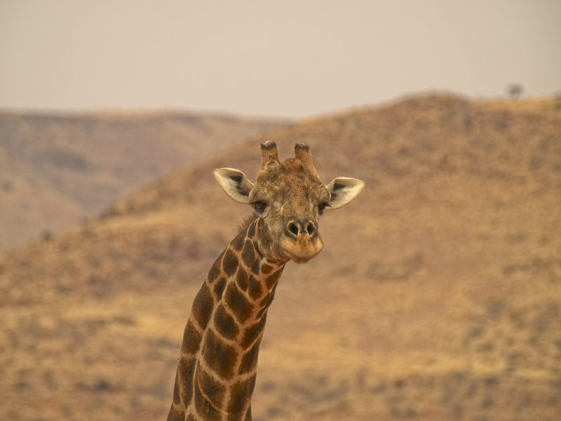 Giraffe, Hammerstein Lodge